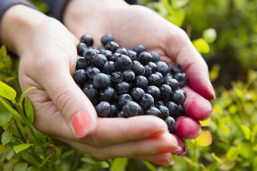 Hello :) I collect custom-made blueberries PLN 16 per kg, fresh and sweet berries! Possible access or personal collection