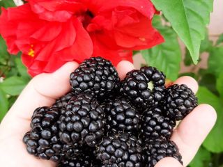 Hello! Agricultural Producer from PLESOIU OLT Commune(189 km from