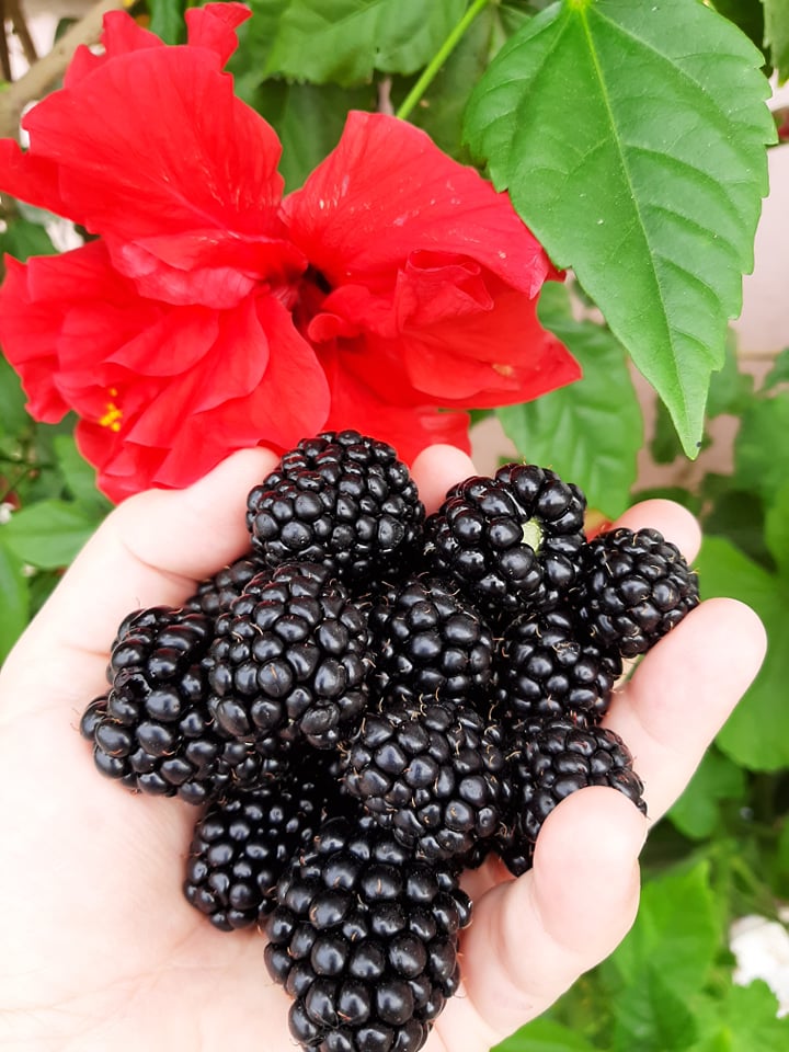 Hello! Agricultural Producer from PLESOIU OLT Commune(189 km from Bucharest),we sell blackberries Thorn Free,which will be available from 10 JULY.We have car