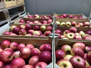 Apple from cold storage high quality goods