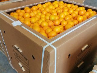 Orange Valencia Maroc Late available from Morocco, for comsumption