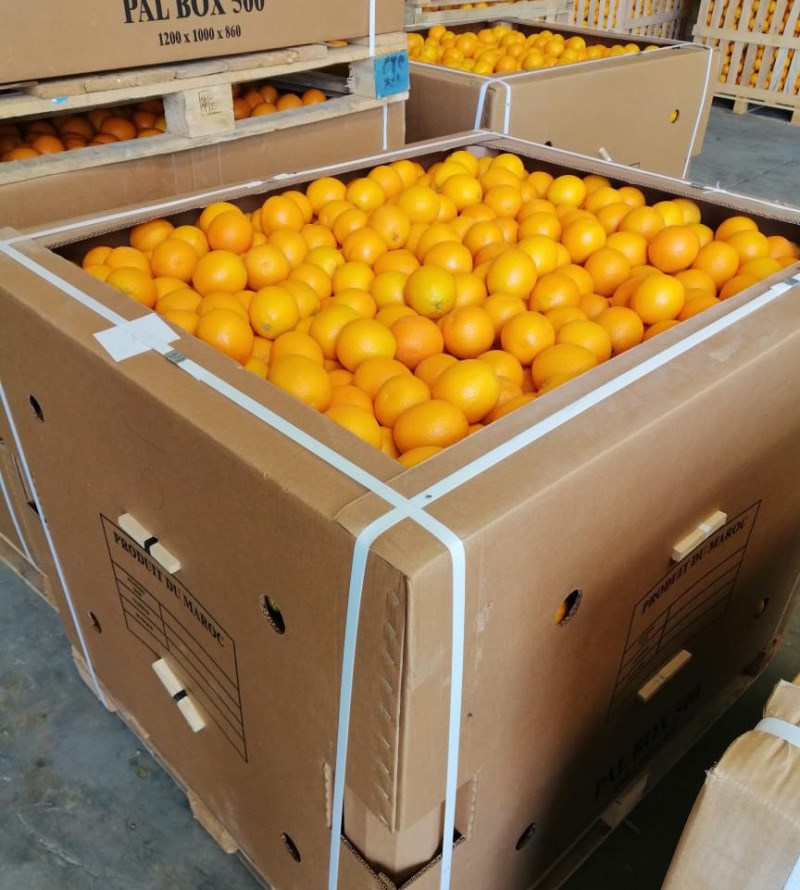 Orange Valencia Maroc Late available from Morocco, for comsumption or for juice industry