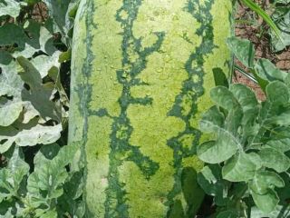 The variety is sukari f1 best quality in market