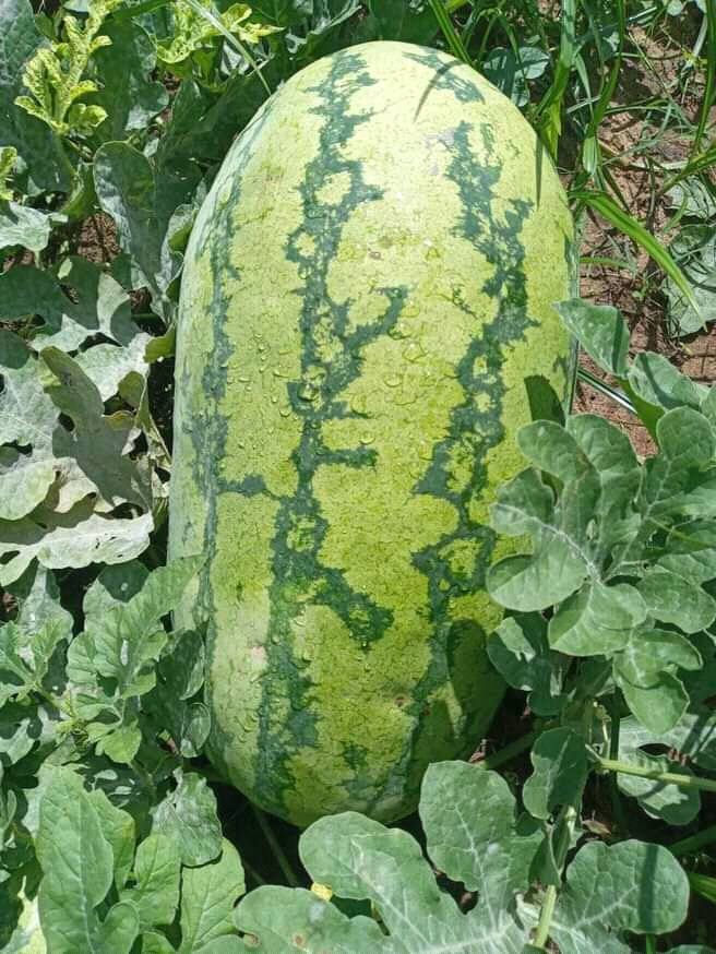 The variety is sukari f1 best quality in market