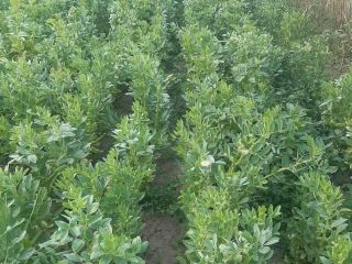 Freshly torn broad beans for sale.