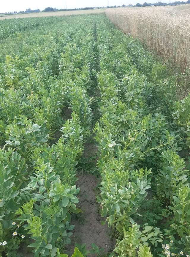 Freshly torn broad beans for sale