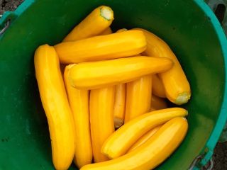 Yellow zucchini, commercial caliber up to 4 cm 1.5
