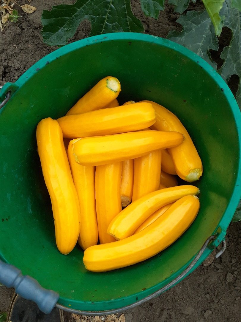 Yellow zucchini, commercial caliber up to 4 cm 1.5 PLN per kilogram for a larger price to be agreed