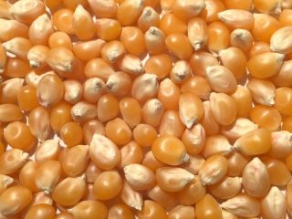 YELLOW CORN Maize/Corn Product Name Yellow Maize Purity 98