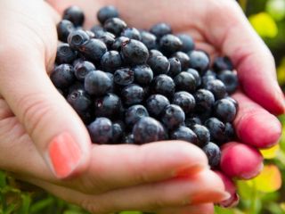 Fresh clean blueberries for sale. I collect on request.