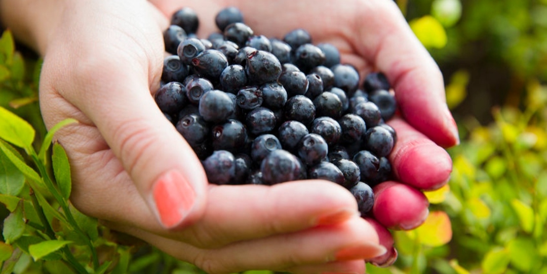 Fresh clean blueberries for sale