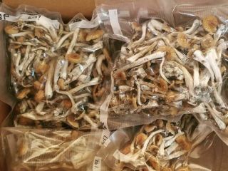 Chcesz kupić kapsułki z magicznymi grzybami na sprzedaż przez