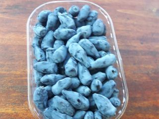 for sale fruits of the Kamchatka berry variety Wojtek