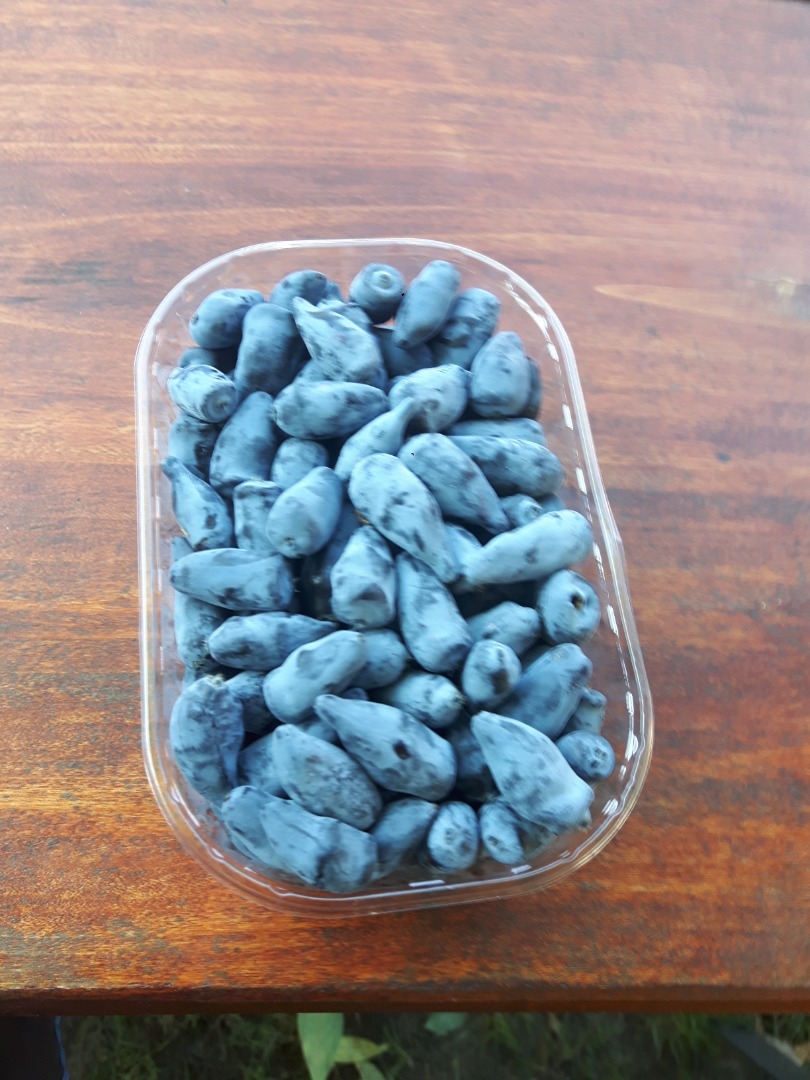 for sale fruits of the Kamchatka berry variety Wojtek