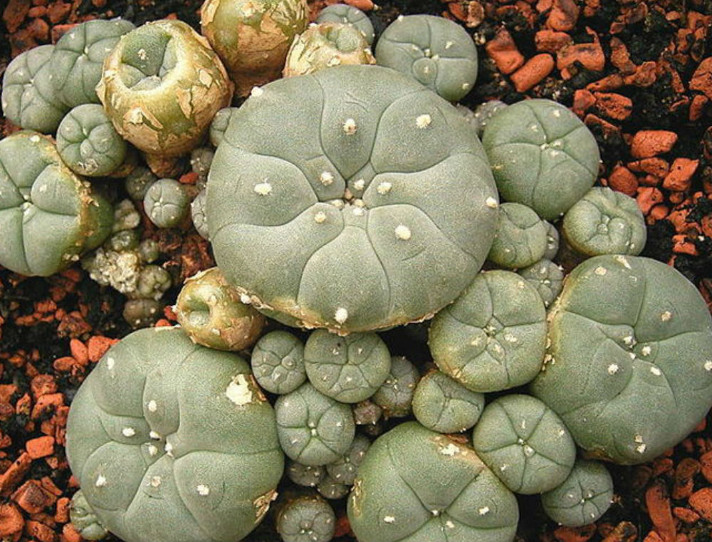 WEBSITE LINK: Buy Mescaline Peyote Mescaline is a psychedelic alkaloid that’s found in a number of southwestern cacti like peyote, the San Pedro cactus, and