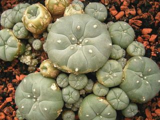 WEBSITE LINK: Buy Mescaline Peyote Mescaline is a psychedelic