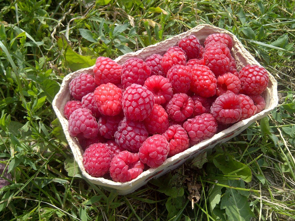 Organic certificated farm from 6 years