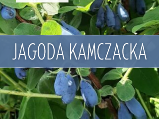 Hello. I have about 1.5t of haskap berries for