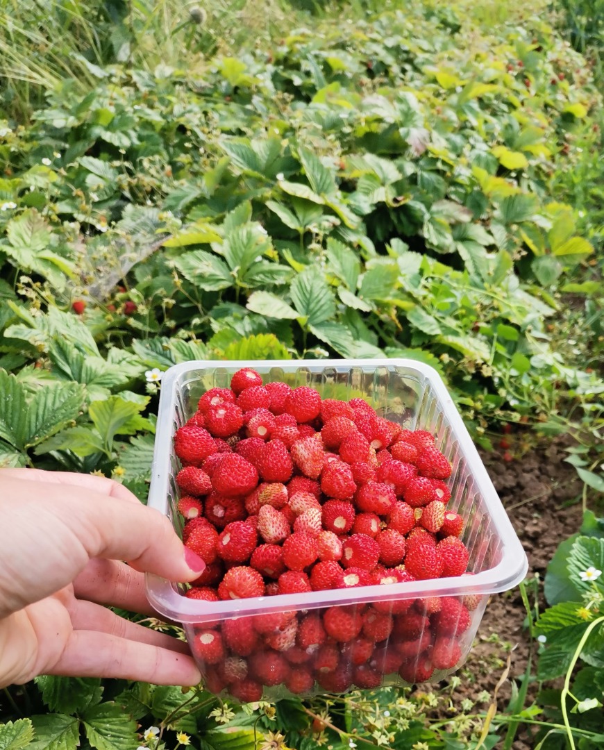 PLN 10 for 100 g - sells small and larger quantities