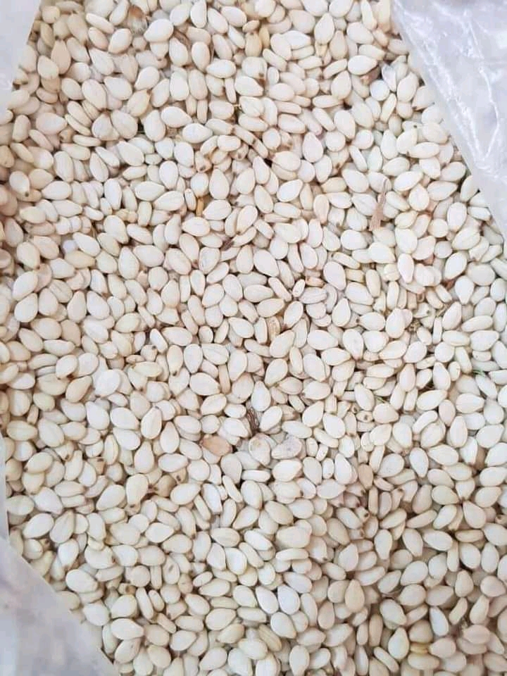 Sudanese white sesame seeds, first sorting