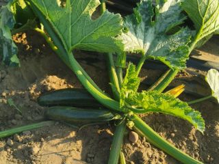 Hello, I am selling courgettes, I invite you to