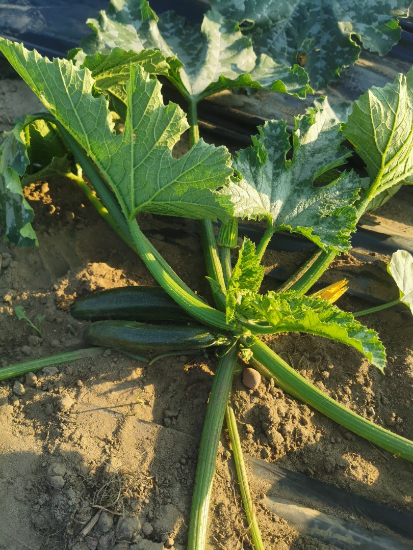 Hello, I am selling courgettes, I invite you to cooperation