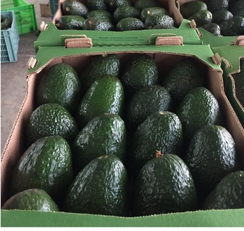 we have fresh products and for more details, please contact us directly so we can send you an offer our prices are negotiable contact details: email
