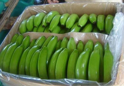 we have fresh products and for more details, please contact us directly so we can send you an offer our prices are negotiable contact details: email
