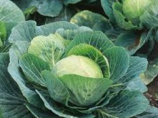 we have fresh products and for more details, please
