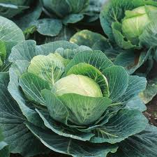we have fresh products and for more details, please contact us directly so we can send you an offer our prices are negotiable contact details: email