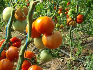 Tomatoes produced in my own solarium, without chemical fertilizers,