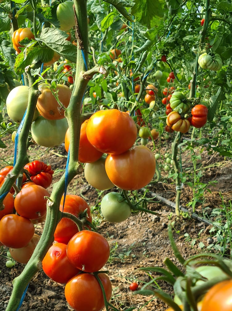 Tomatoes produced in my own solarium, without chemical fertilizers, surrounded by very sweet basil, are around 500kg, maybe more, whoever wants can come and I