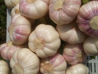 I will sell Polish garlic - varieties: Harnaś and