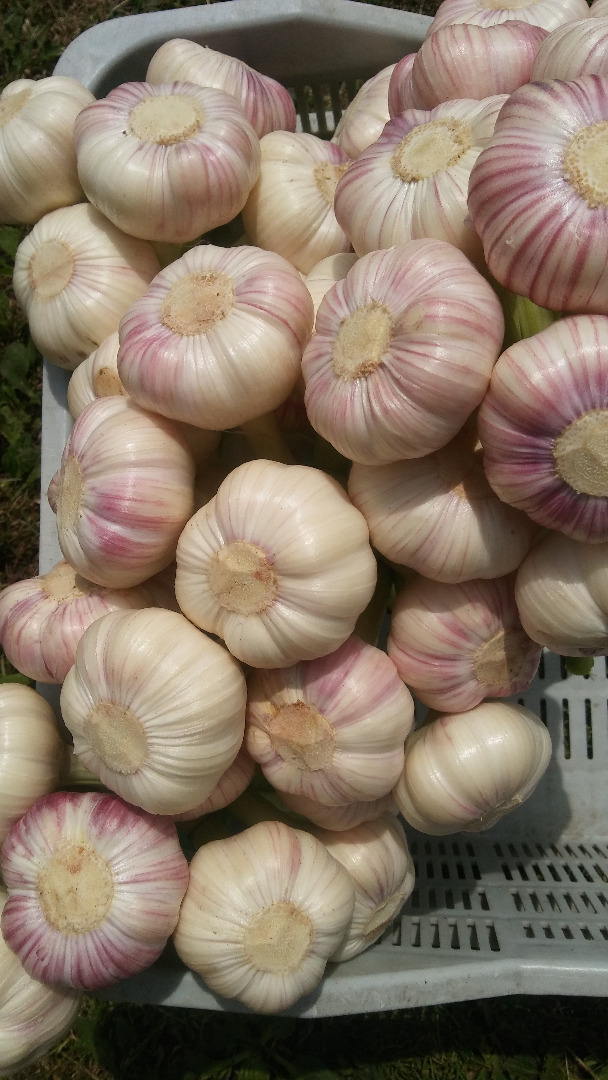 I will sell Polish garlic - varieties: Harnaś and Ornak