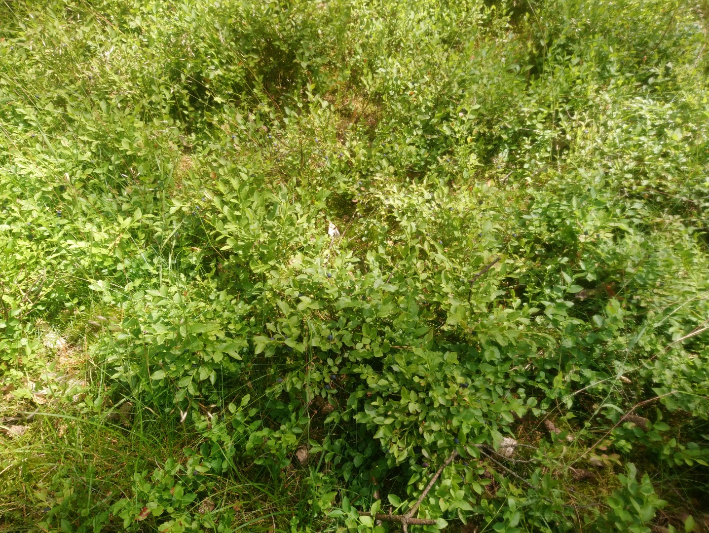 Orders for freshly picked berries over 10 kg, delivery to Szczecinek and the surrounding area