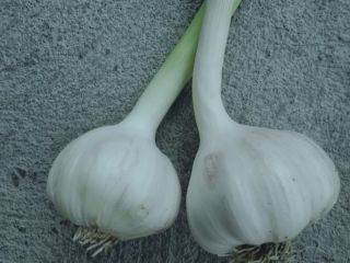 Hello. I am offering Harnaś garlic in the area