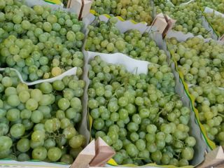 Grapes from Macedonia will be available from early August,