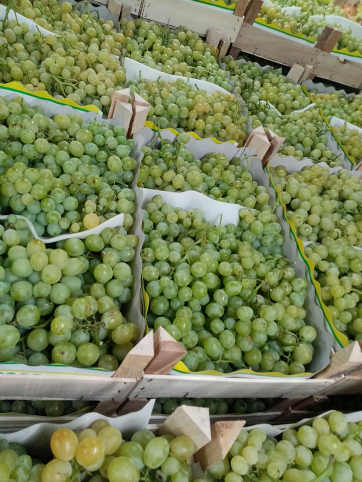 Grapes from Macedonia will be available from early August, Types: Prima, Stražinski, Victoria and Moldavia