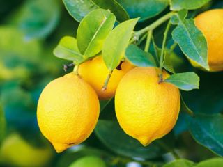 Hi I am marketing high quality citrus lemons.