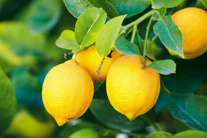 Hi I am marketing high quality citrus lemons