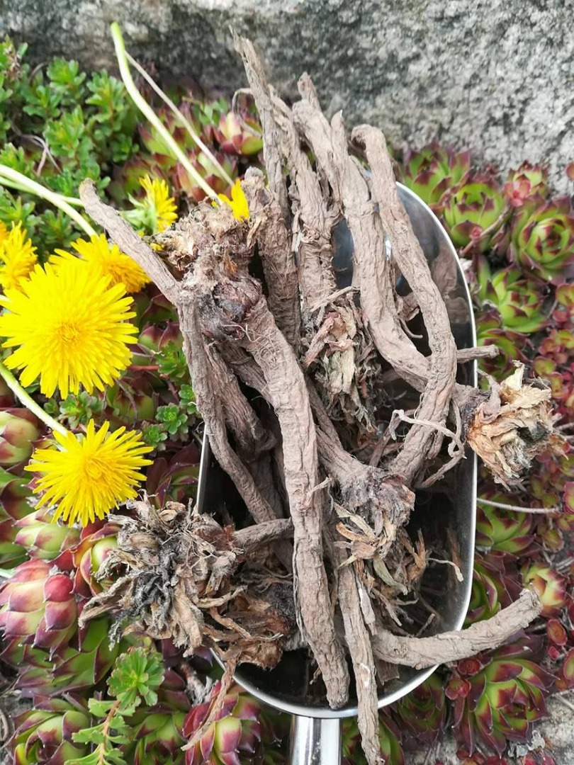 Dandelion for sale A dandelion root for its own cultivation