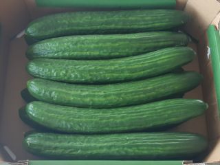 I will sell a long variety of greenhouse cucumber.
