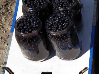 I will sell pure, fresh forest berries from my
