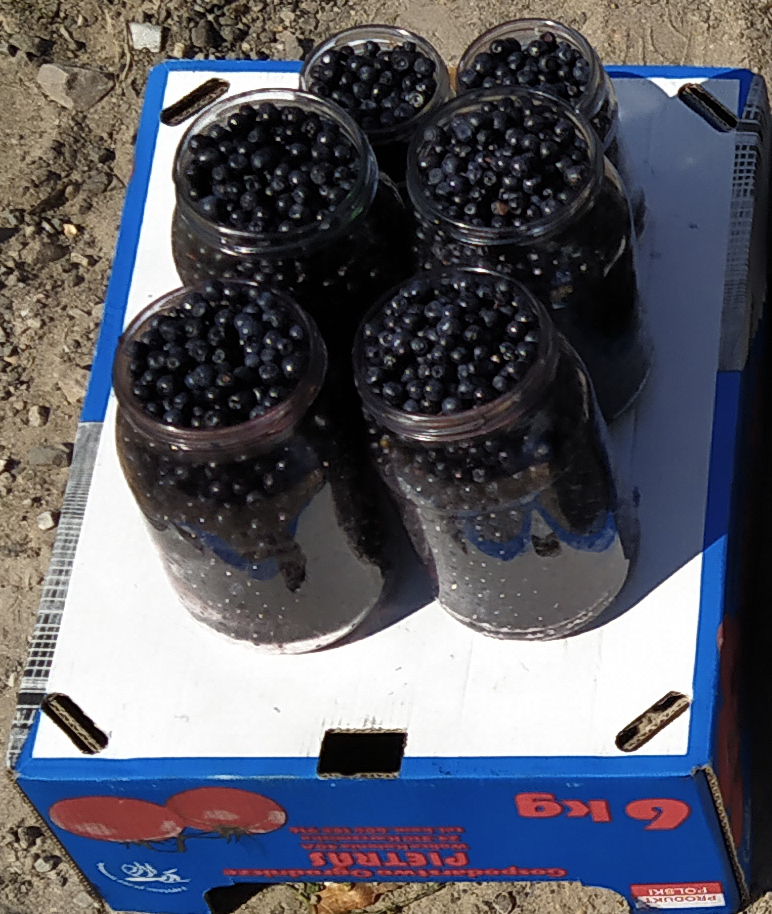 I will sell pure, fresh forest berries from my own harvest
