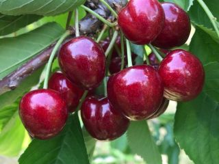 Good morning, I am selling BIG sweet cherries, juicy