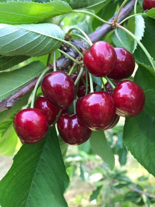 Good morning, I am selling BIG sweet cherries, juicy without worms, varieties Vanda, Kordia, Regina