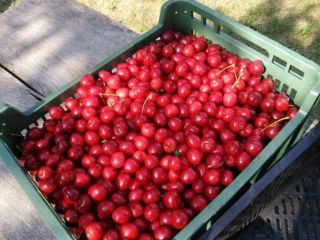 I will sell freshly picked cherries to order in