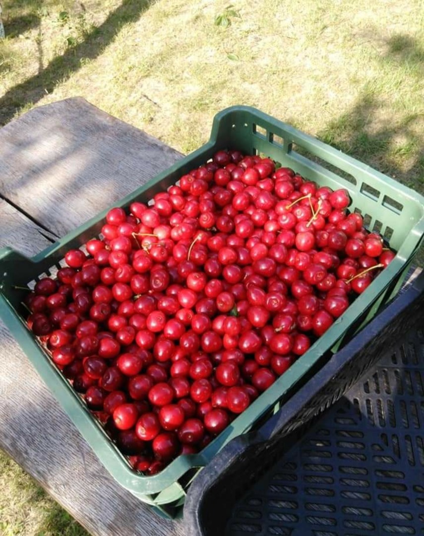 I will sell freshly picked cherries to order in advance