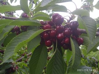 I will sell cherries at PLN 5 kg