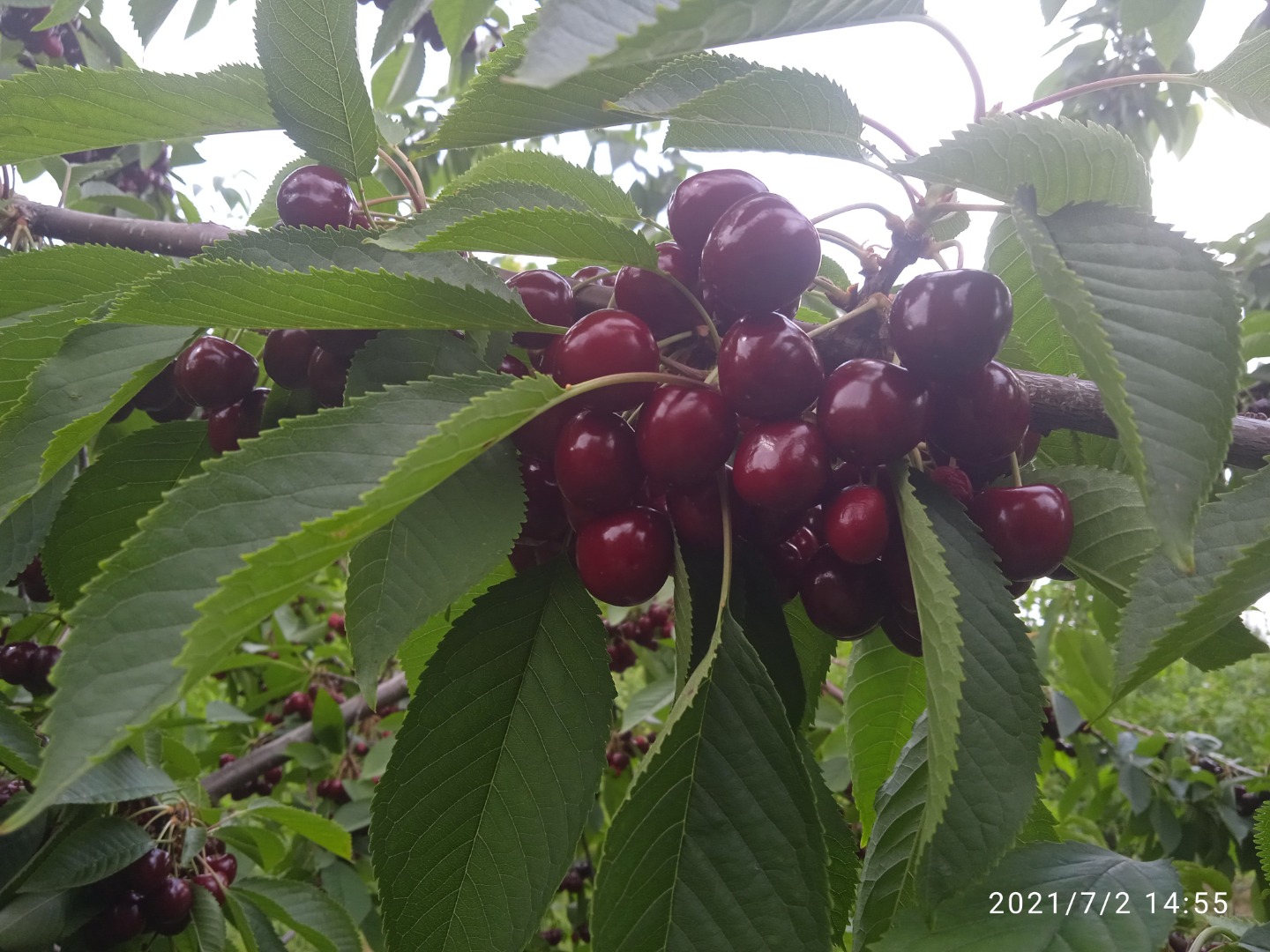 I will sell cherries at PLN 5 kg